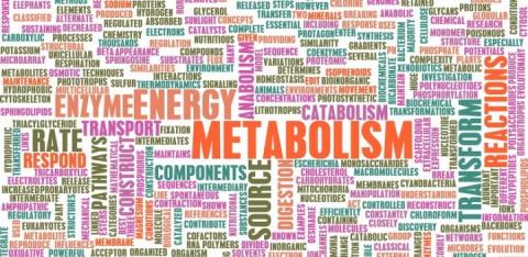 Connection Between Bariatric Surgery, Metabolism and Weight Loss Connection Between Bariatric Surgery, Metabolism and Weight Loss