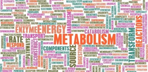 Connection Between Bariatric Surgery, Metabolism and Weight Loss